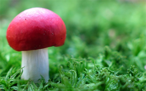 南加大有什么专业,美国南加州大学生物统计专业排名第28名
